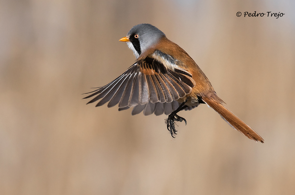 Bigotudo (Panurus biarmicus)